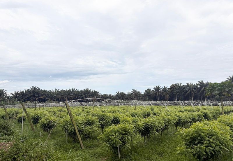 Seng Kang @ Kulai 6.15 Acre Agriculture Land For Sale