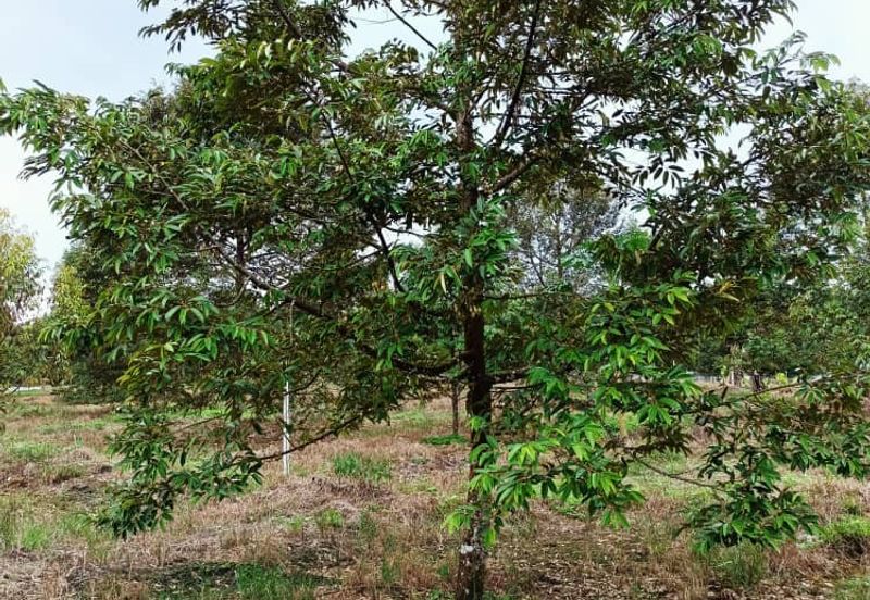 Mukim Ulu Sungai Johor @ Kota Tinggi (2 adjoining plots) 10 Acres Agricultural Land For Sale