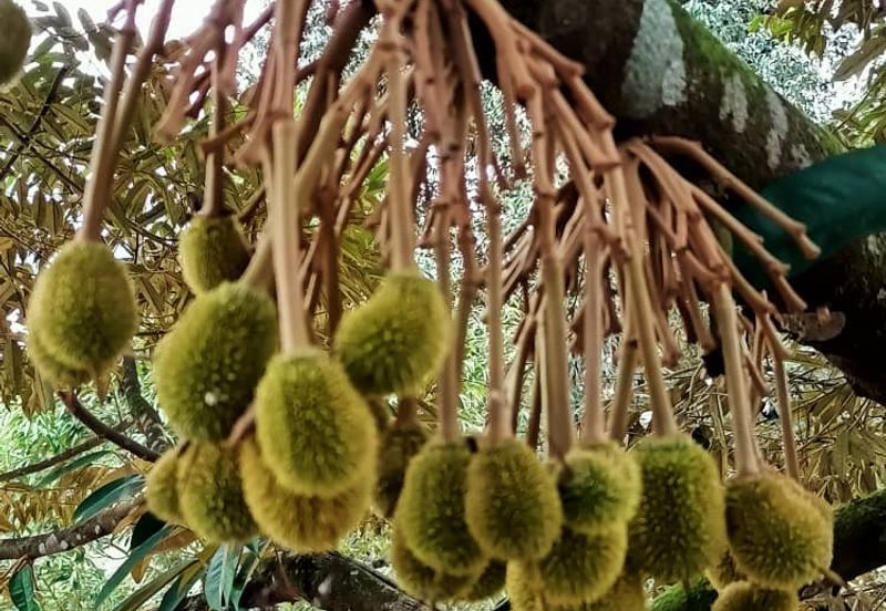 Mukim Ulu Sungai Johor @ Kota Tinggi (2 adjoining plots) 10 Acres Agricultural Land For Sale