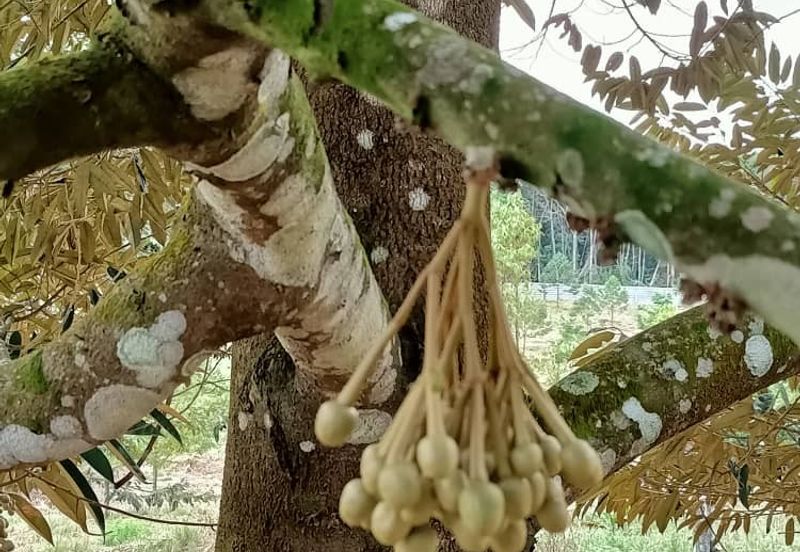 Mukim Ulu Sungai Johor @ Kota Tinggi (2 adjoining plots) 10 Acres Agricultural Land For Sale