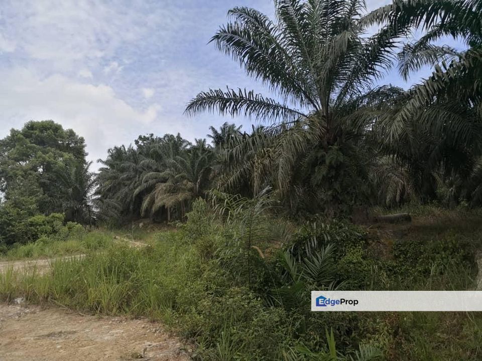 Gemencheh @ Negeri Sembilan 147 Acres Agricultural Land For Sale, Negeri Sembilan, Tampin