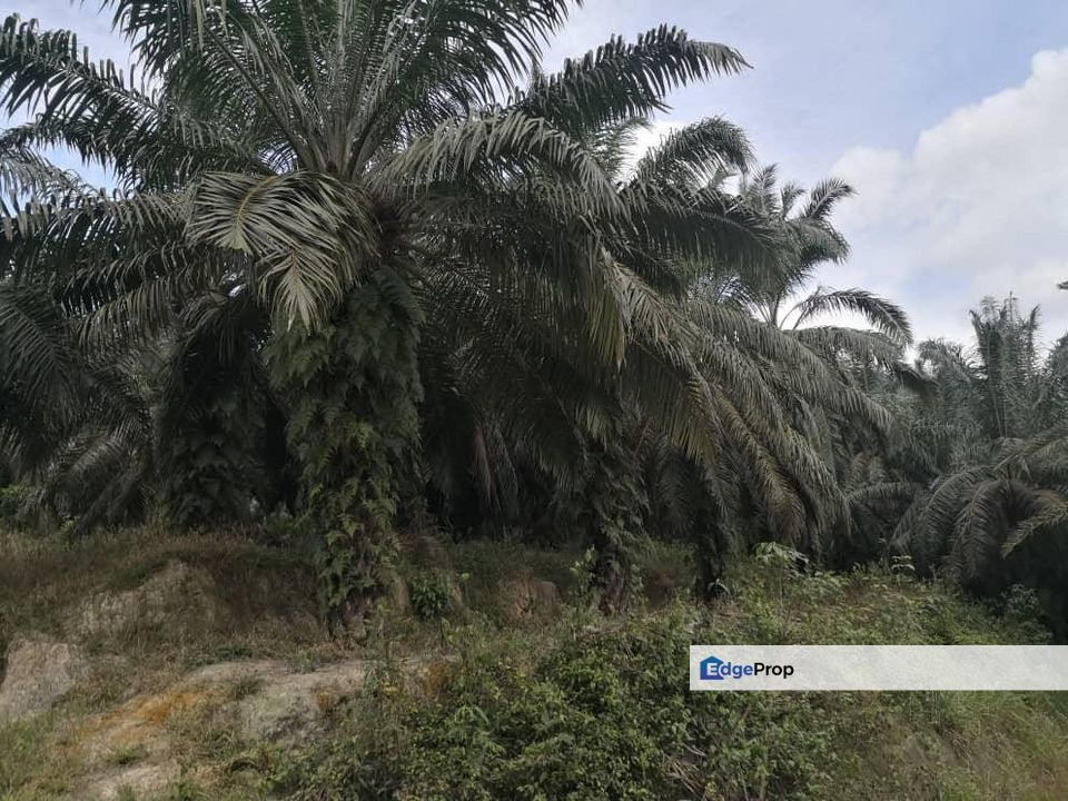 Gemencheh @ Negeri Sembilan 147 Acres Agricultural Land For Sale, Negeri Sembilan, Tampin