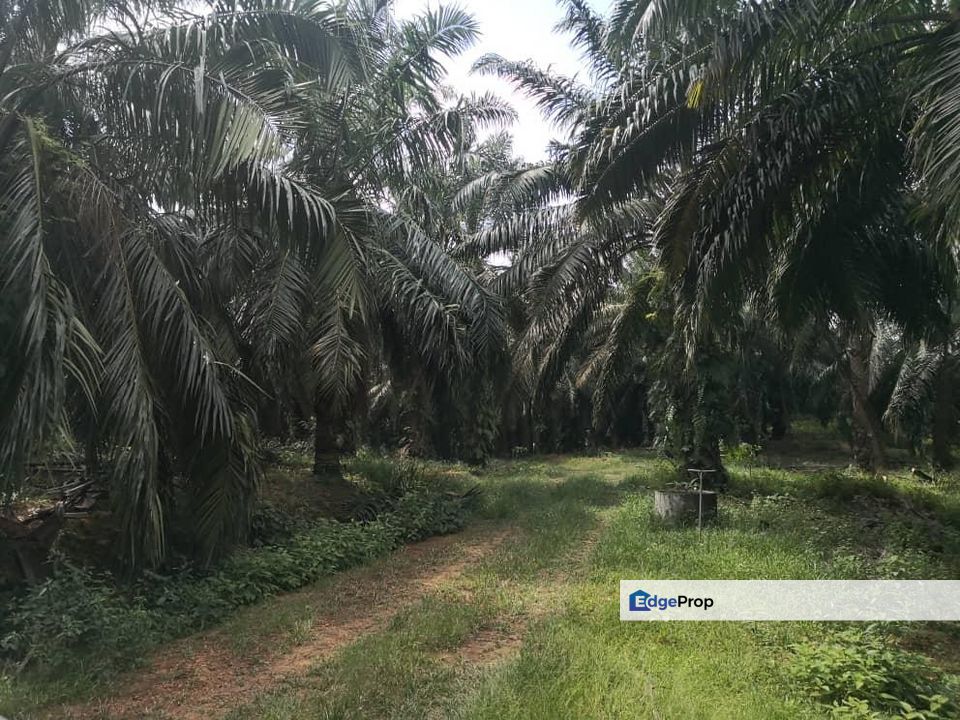 Gemencheh @ Negeri Sembilan 147 Acres Agricultural Land For Sale, Negeri Sembilan, Tampin