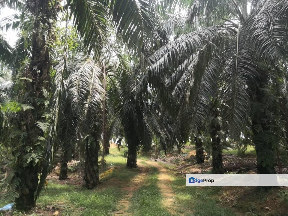 Gemencheh @ Negeri Sembilan 147 Acres Agricultural Land For Sale, Negeri Sembilan, Tampin