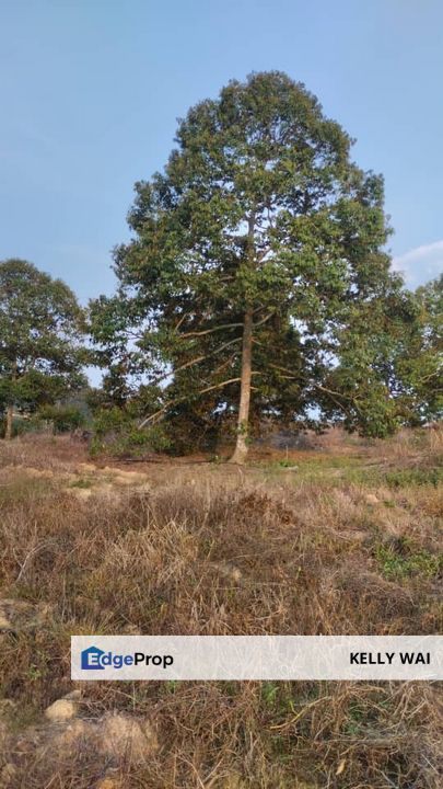 Simpang Pertang @ Negeri Sembilan 26.8 Acres Durian Plantation For Sale, Negeri Sembilan, Jelebu