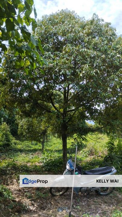 Simpang Pertang @ Negeri Sembilan 26.8 Acres Durian Plantation For Sale, Negeri Sembilan, Jelebu