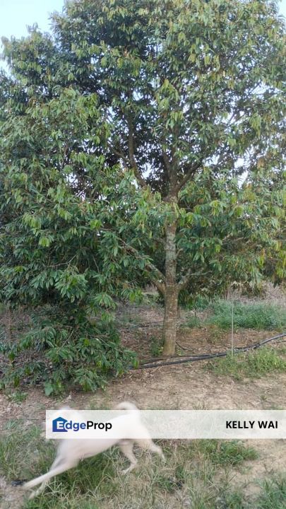 Simpang Pertang @ Negeri Sembilan 26.8 Acres Durian Plantation For Sale, Negeri Sembilan, Jelebu