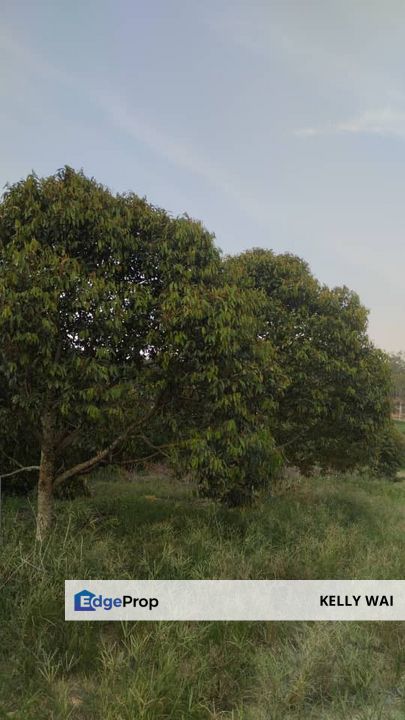 Simpang Pertang @ Negeri Sembilan 26.8 Acres Durian Plantation For Sale, Negeri Sembilan, Jelebu