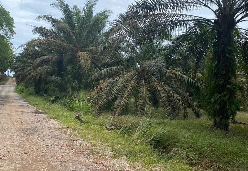 Kota Tinggi @ Johor 9.5 acres Agricultural Land For Sale 