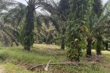 Kota Tinggi @ Johor 9.5 acres Agricultural Land For Sale 
