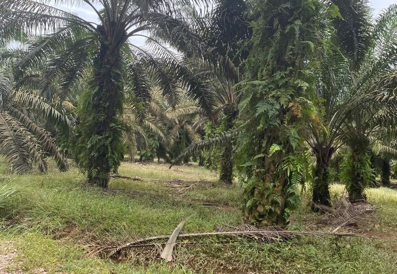 Kota Tinggi @ Johor 9.5 acres Agricultural Land For Sale 