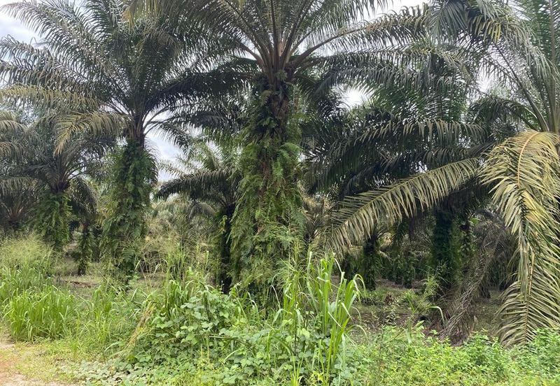 Kota Tinggi @ Johor 9.5 acres Agricultural Land For Sale 