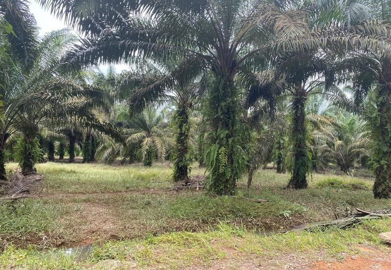 Kota Tinggi @ Johor 9.5 acres Agricultural Land For Sale 