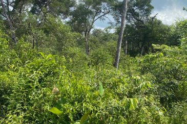 Tanjung Langsat @ Johor 120 Acres Agricultural Land Zoning Commercial Land For Sale 