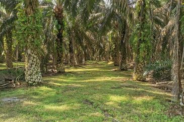 Layang-Layang @ Sedenak 80 Acres Agricultural Land Zoning Mix Development For Sale