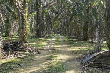 Layang-Layang @ Sedenak 80 Acres Agricultural Land Zoning Mix Development For Sale