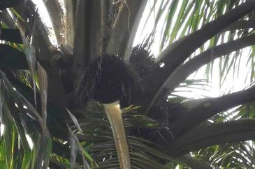 Layang-Layang @ Sedenak 80 Acres Agricultural Land Zoning Mix Development For Sale