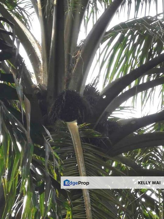 Layang-Layang @ Sedenak 80 Acres Agricultural Land Zoning Mix Development For Sale, Johor, Layang Layang