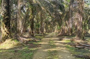 Layang-Layang @ Sedenak 80 Acres Agricultural Land Zoning Mix Development For Sale