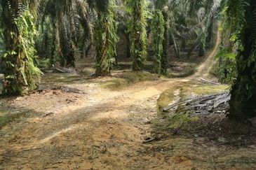 Layang-Layang @ Sedenak 80 Acres Agricultural Land Zoning Mix Development For Sale