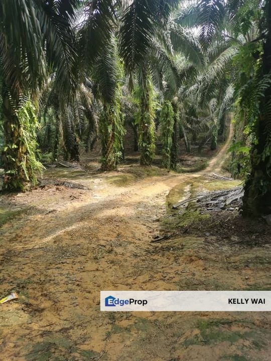 Layang-Layang @ Sedenak 80 Acres Agricultural Land Zoning Mix Development For Sale, Johor, Layang Layang