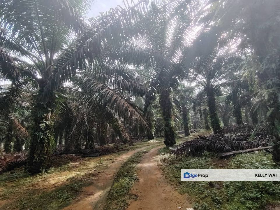 Sedenak @ Johor 20 Acres Agricultural Land For Sale, Johor, Kulai