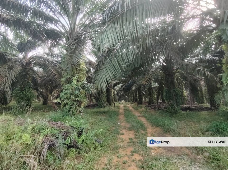 Sedenak @ Johor 20 Acres Agricultural Land For Sale, Johor, Kulai