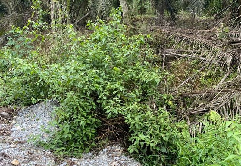 Kulai @ Johor 19.6 Acres Agricultural Land (Can convert to Industrial Land) For Sale 