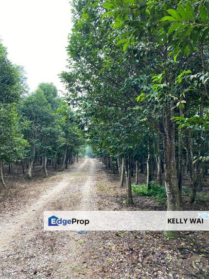 Ulu Tiram @ Johor 10 Acres++ Agricultural Land Zoning Industrial Land For Sale , Johor, Ulu Tiram