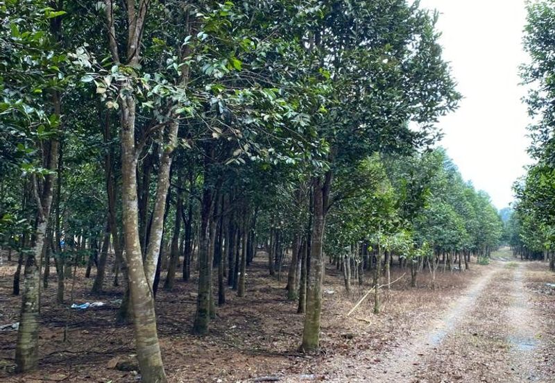 Ulu Tiram @ Johor 10 Acres++ Agricultural Land Zoning Industrial Land For Sale 