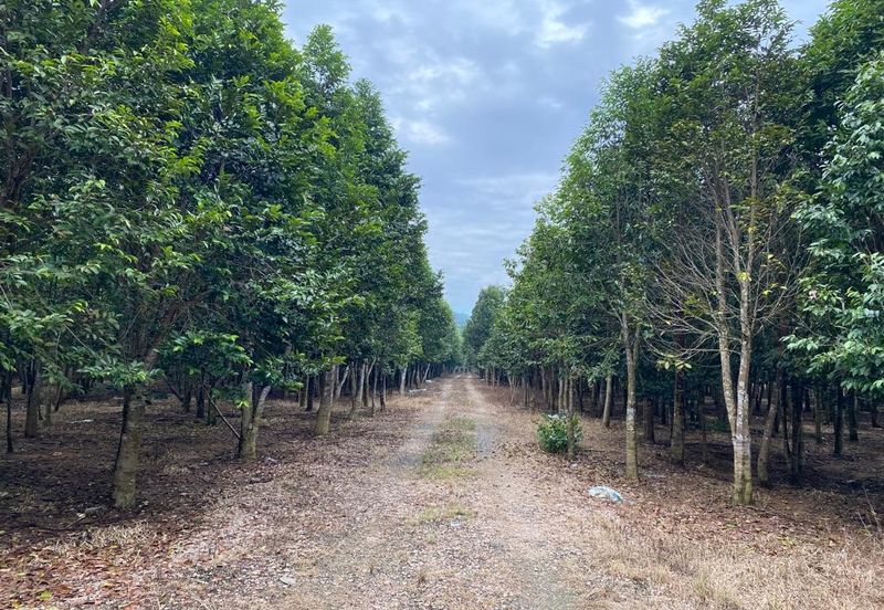 Ulu Tiram @ Johor 10 Acres++ Agricultural Land Zoning Industrial Land For Sale 