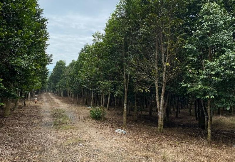 Ulu Tiram @ Johor 10 Acres++ Agricultural Land Zoning Industrial Land For Sale 