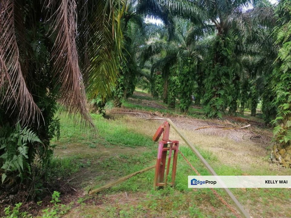 Gelang Patah @ Johor 10 Acres Agricultural Land Zoning Residential Land For Sale , Johor, Gelang Patah