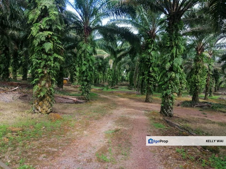 Gelang Patah @ Johor 10 Acres Agricultural Land Zoning Residential Land For Sale , Johor, Gelang Patah