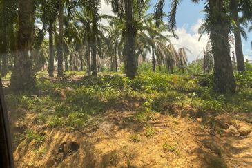 Segamat @ Johor 120 Acres Agricultural Land For Sale 