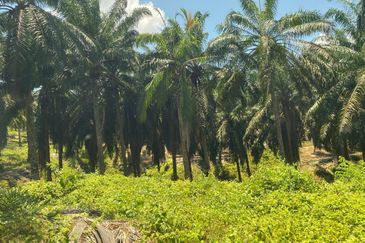 Segamat @ Johor 120 Acres Agricultural Land For Sale 