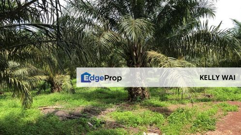 Pekan Nanas @ Johor 13 Acres Agricultural Land For Sale, Johor, Pontian
