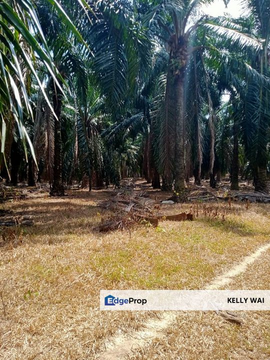 Bahau @ Negeri Sembilan 492 acres Agricultural Land For Sale, Negeri Sembilan, Jempol