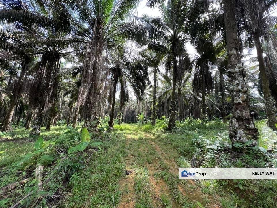 Kulai @ Senai 7 acres Agricultural Land For Sale, Johor, Kulai