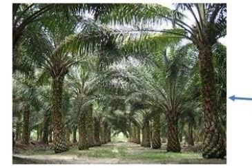 Mersing @ Johor 260 acres Agricultural Land For Sale