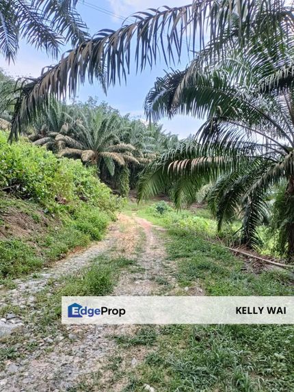 Simpang Renggam @ Johor 10 Acres Agricultural Land For Sale, Johor, Kluang