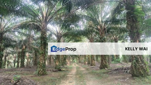 Sungai Tiram @ Johor 9.6 Acres Agricultural Land For Sale, Johor, Ulu Tiram