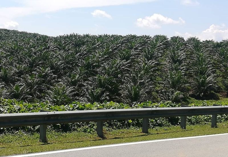 Kulai @ Johor 450 Acres Agricultural Land For Sale