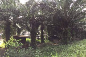 Kuala Pilah @ Negeri Sembilan 198 Acres Agricultural Land For Sale