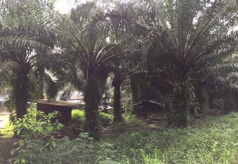 Kuala Pilah @ Negeri Sembilan 198 Acres Agricultural Land For Sale