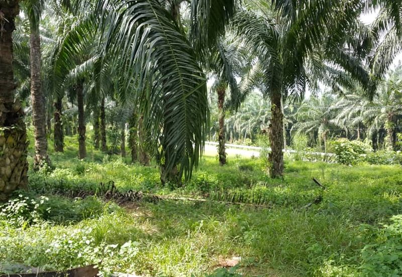 Kuala Pilah @ Negeri Sembilan 198 Acres Agricultural Land For Sale