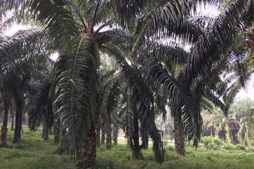 Kuala Pilah @ Negeri Sembilan 198 Acres Agricultural Land For Sale