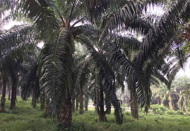 Kuala Pilah @ Negeri Sembilan 198 Acres Agricultural Land For Sale