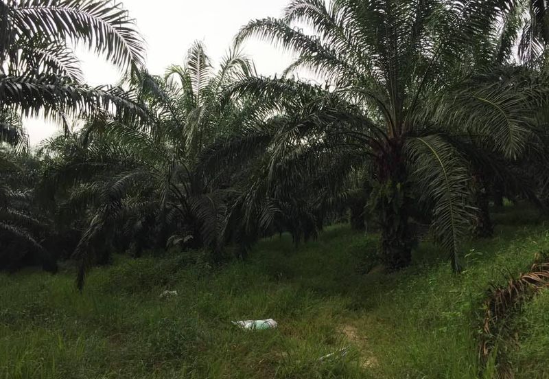 Kuala Pilah @ Negeri Sembilan 198 Acres Agricultural Land For Sale