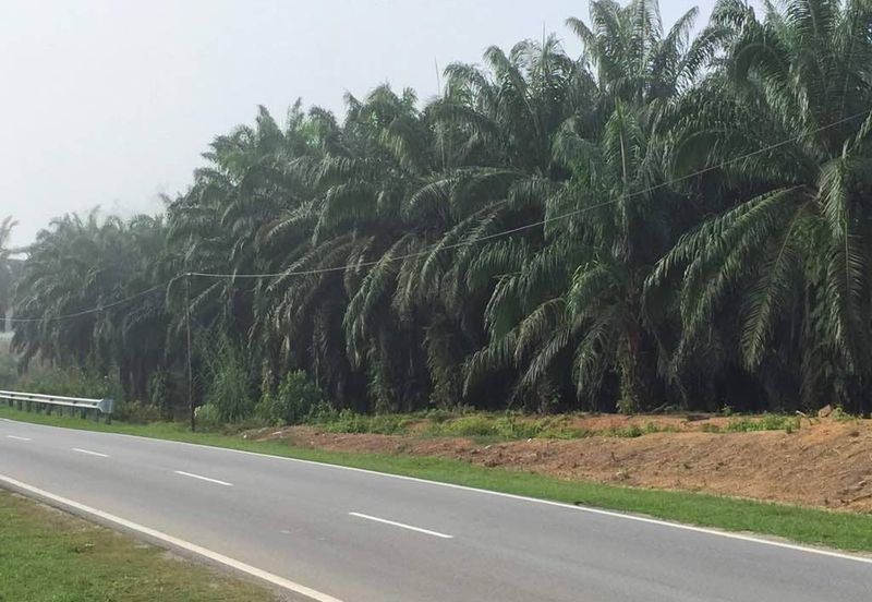 Kuala Pilah @ Negeri Sembilan 198 Acres Agricultural Land For Sale